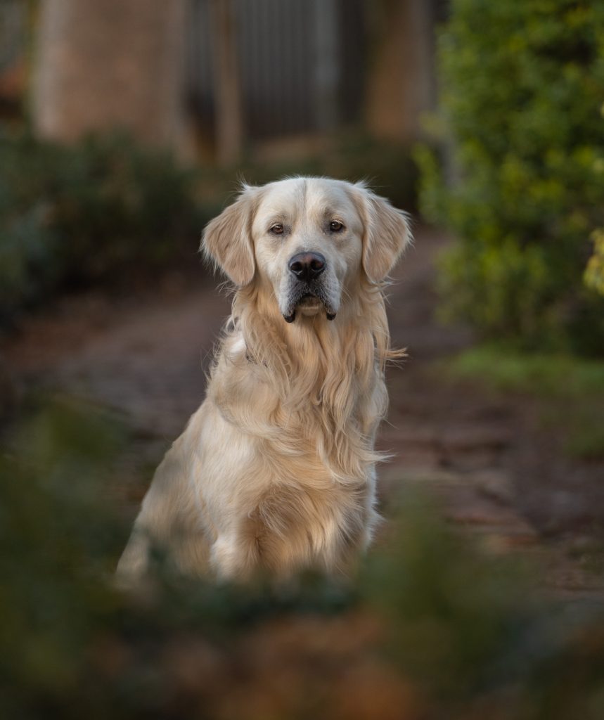 Dog Photography in Edinburgh & East Lothian