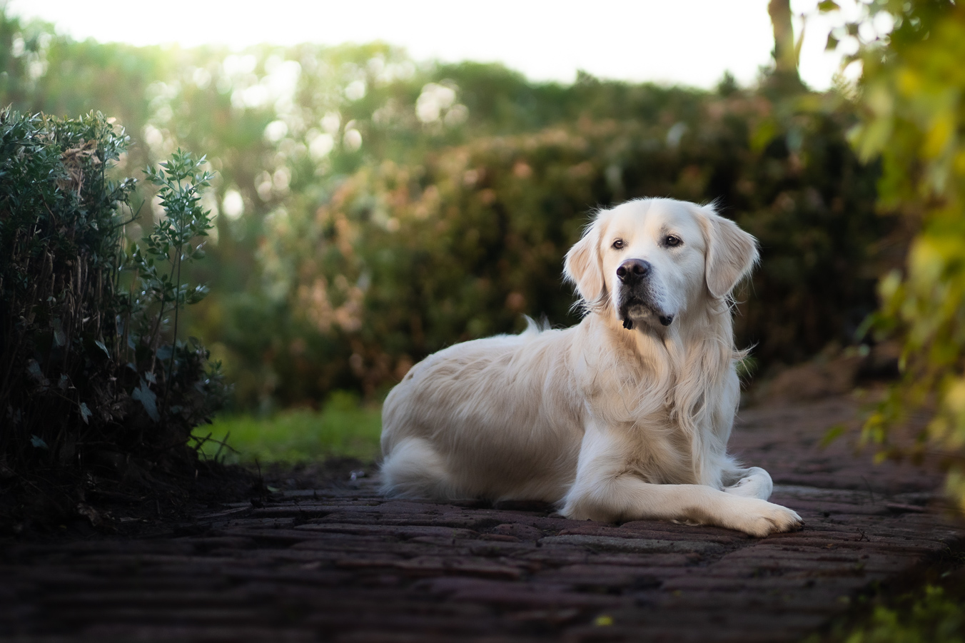 Dog Photography by Pupper Snappers Dog Photographers