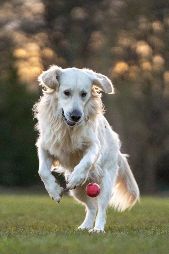 dougal the dog with a ball