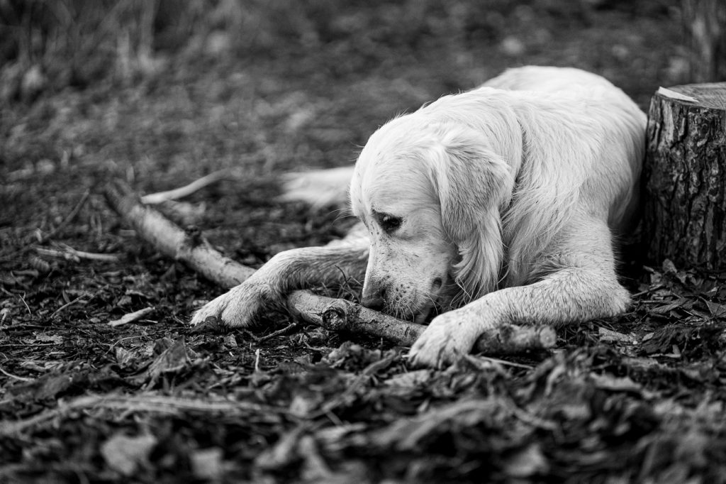 Dog Photography in Edinburgh & East Lothian