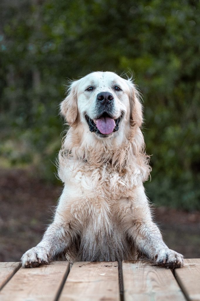 Dog Photography by Pupper Snappers Dog Photographers