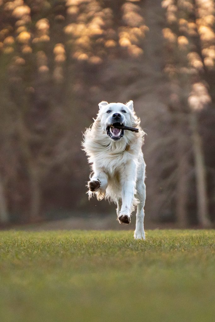 Dog Photography in Edinburgh & East Lothian