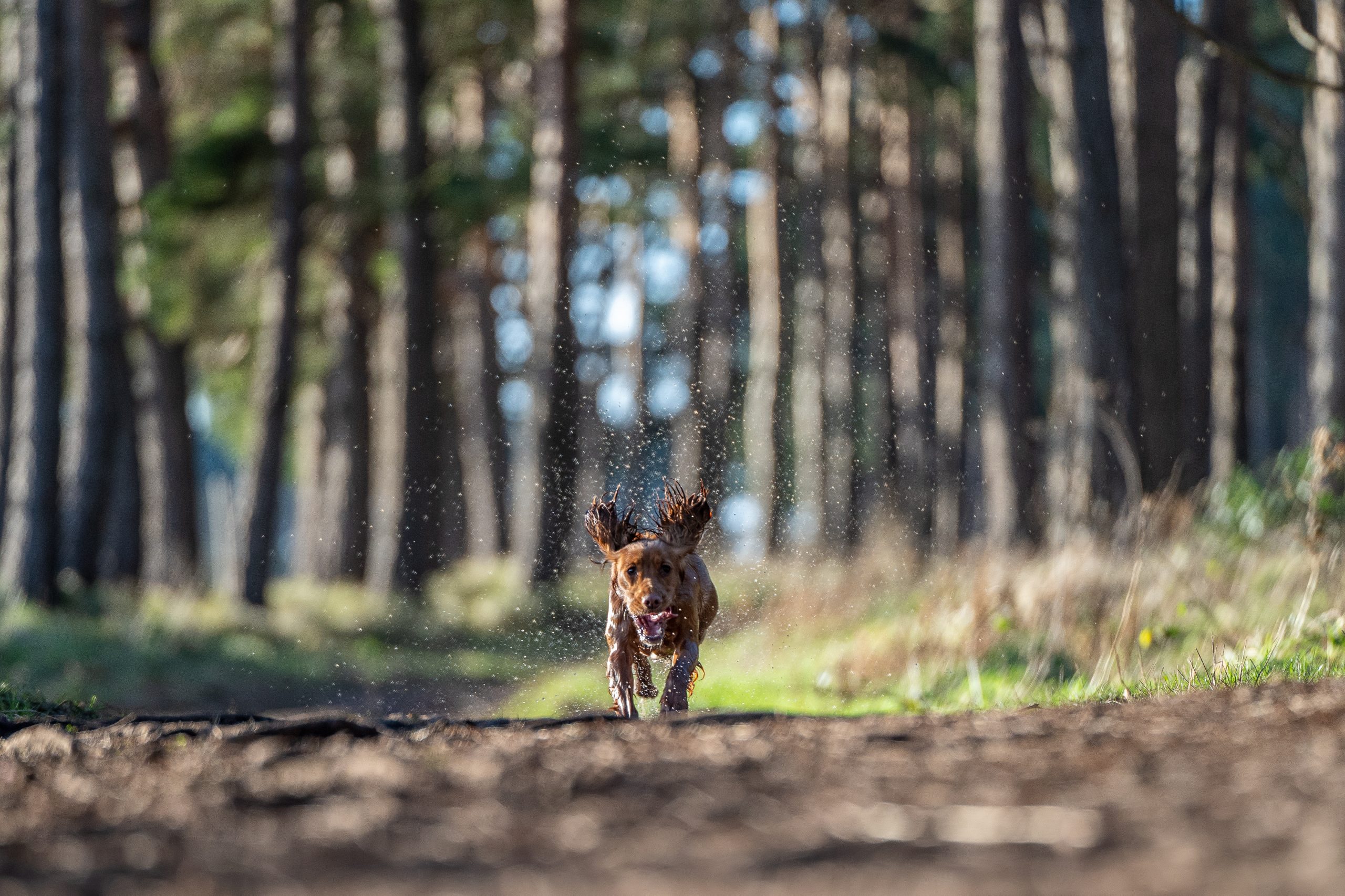 Dog photographers in East Lothian